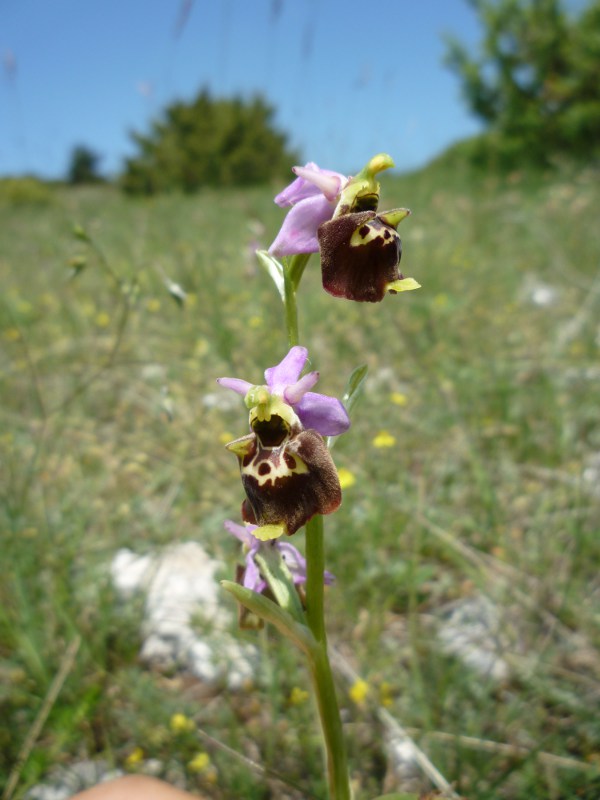 Ophrys (h.) dinarica variazioni